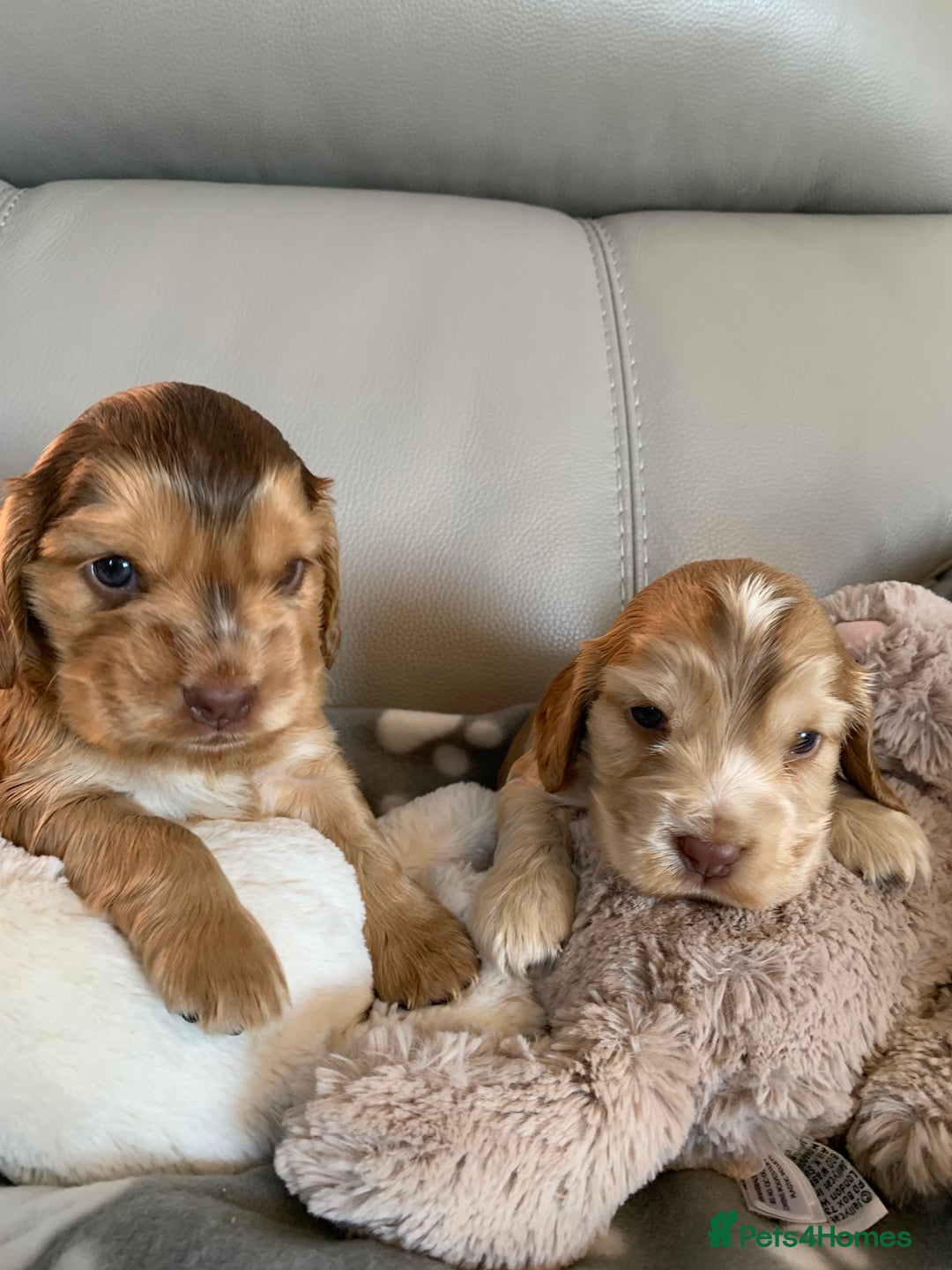 Cocker Spaniel dogs for sale: Health tested KC reg show type cocker spaniels  in Abergele - Image 3