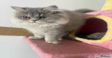 British Shorthair cats - Advert 8