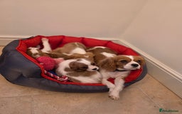 Cavalier King Charles Spaniel dogs for sale: Beautiful Cavalier King Charles Puppies - Image 20