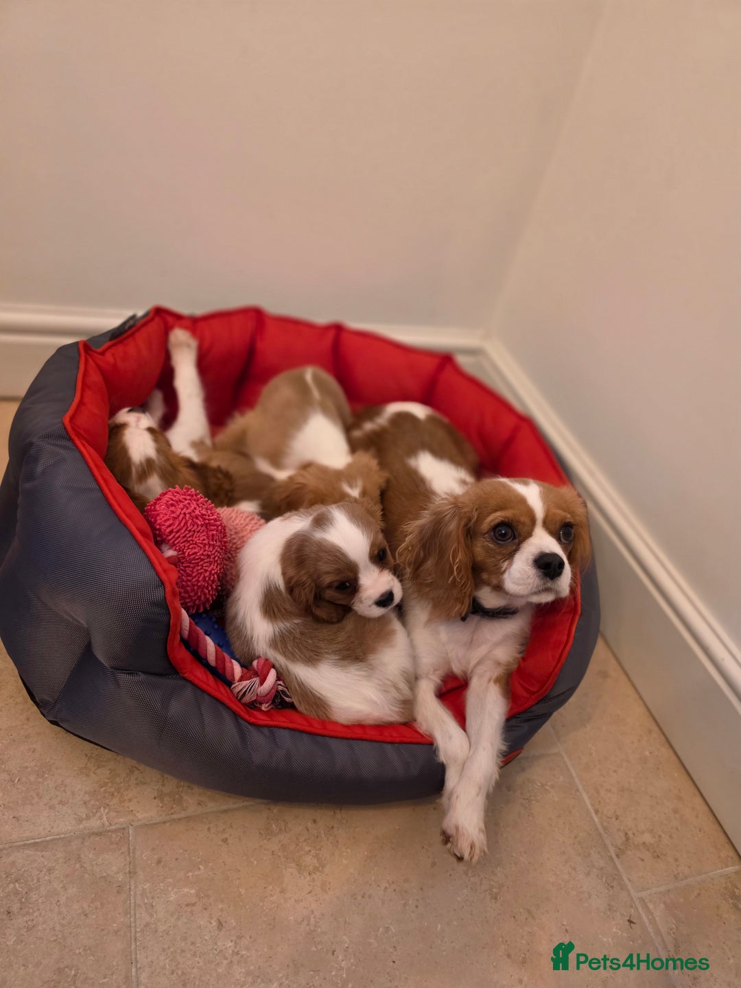Cavalier King Charles Spaniel dogs for sale: Beautiful Cavalier King Charles Puppies - Image 20
