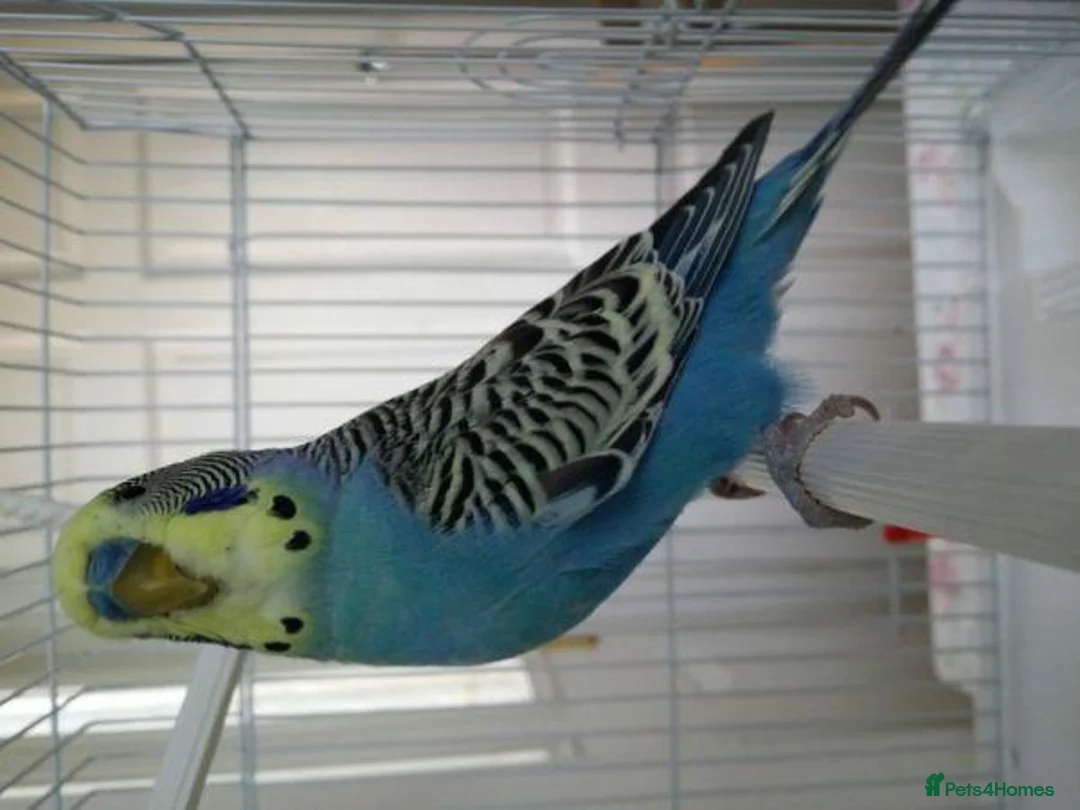 Parrots birds for sale: Budgies in London - Advert 2