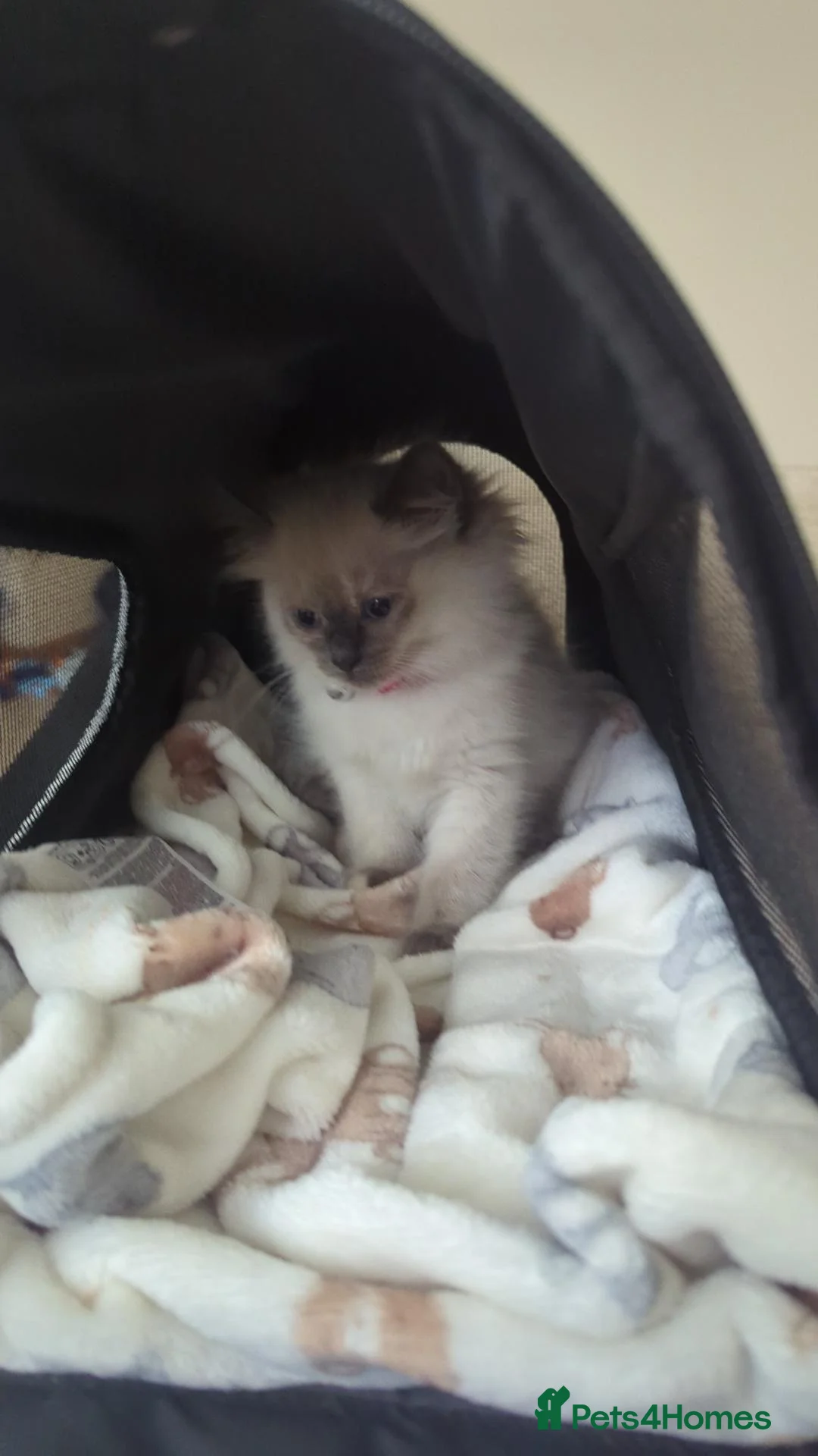 Ragdoll cats for sale: Lovey ragdoll Lilo  - Advert 9