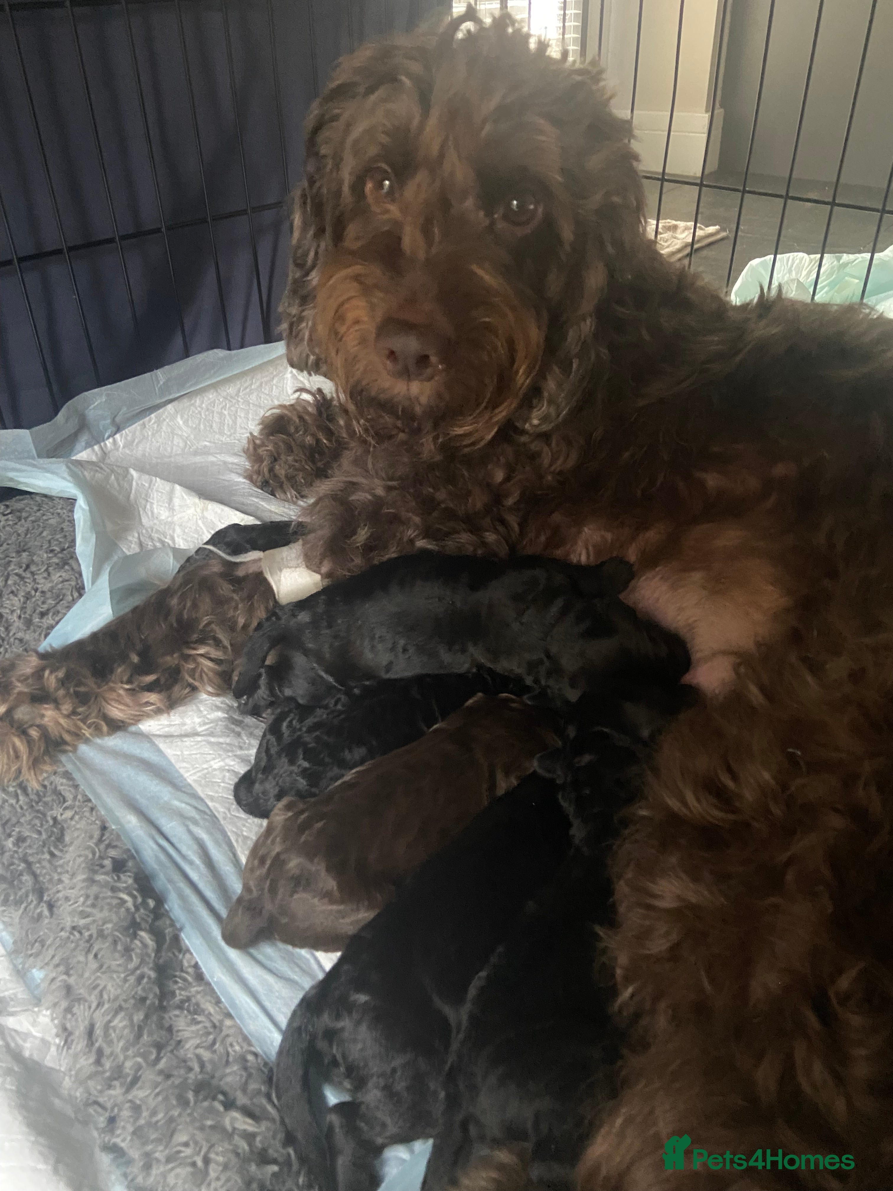 Cockapoo dogs Super cute cockapoo puppies 🥰 - Advert 3