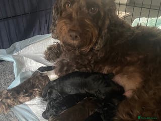 Cockapoo dogs Super cute cockapoo puppies 🥰 - Advert 4