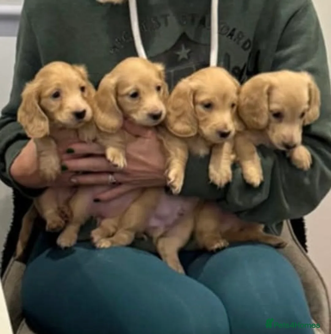 Miniature Dachshund dogs for sale: KC Registered Longhaired Miniature Dachshund Pups - Advert 20