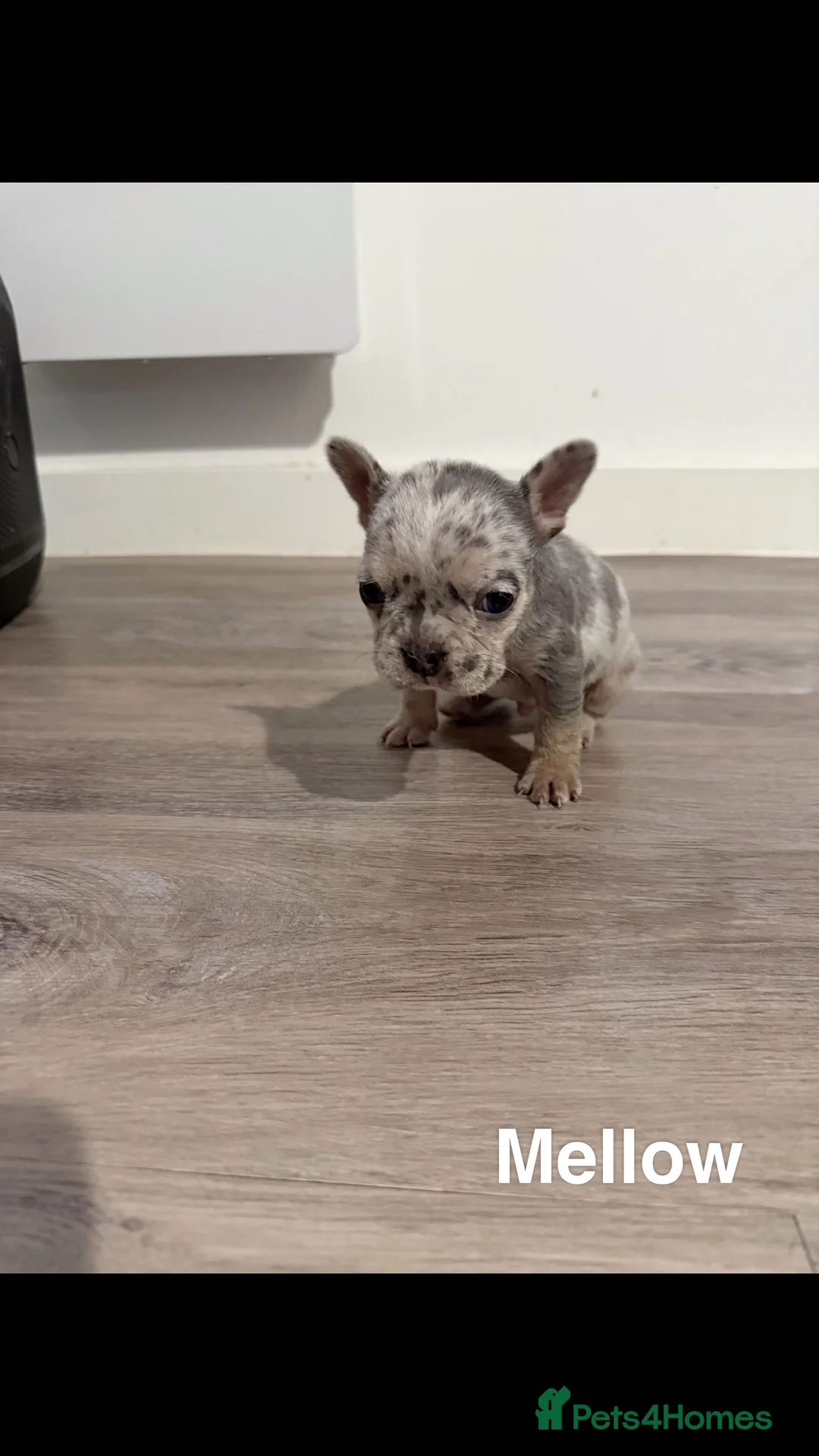 French Bulldog dogs for sale: French bulldog puppies for sale in Birmingham - Advert 8