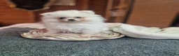Pomeranian dogs for sale: Beautiful snow white Pomeranian puppy's  in Warrington - Advert 12