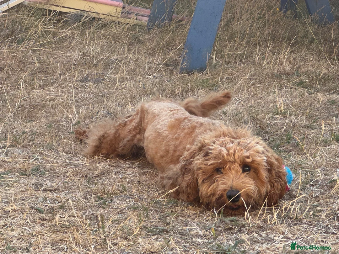 Cockapoo dogs for sale: Beautiful Male Cockapoo for sale - Advert 4