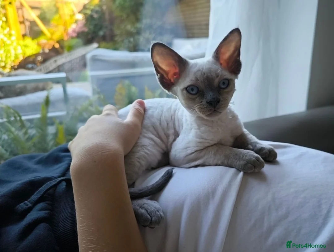 Devon Rex cats for sale: Re-homed Devon Rex point💙blue eyes💙  - Advert 2