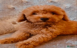 Maltipoo dogs for sale: Beautiful maltipoo puppies for sale - Image 1