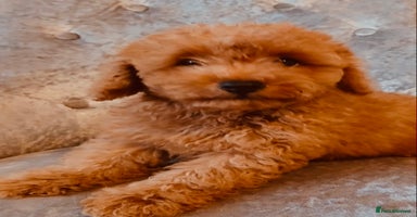 Maltipoo dogs - Advert 6