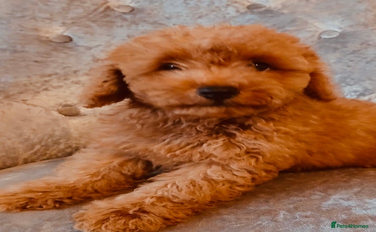Maltipoo dogs - Advert 4