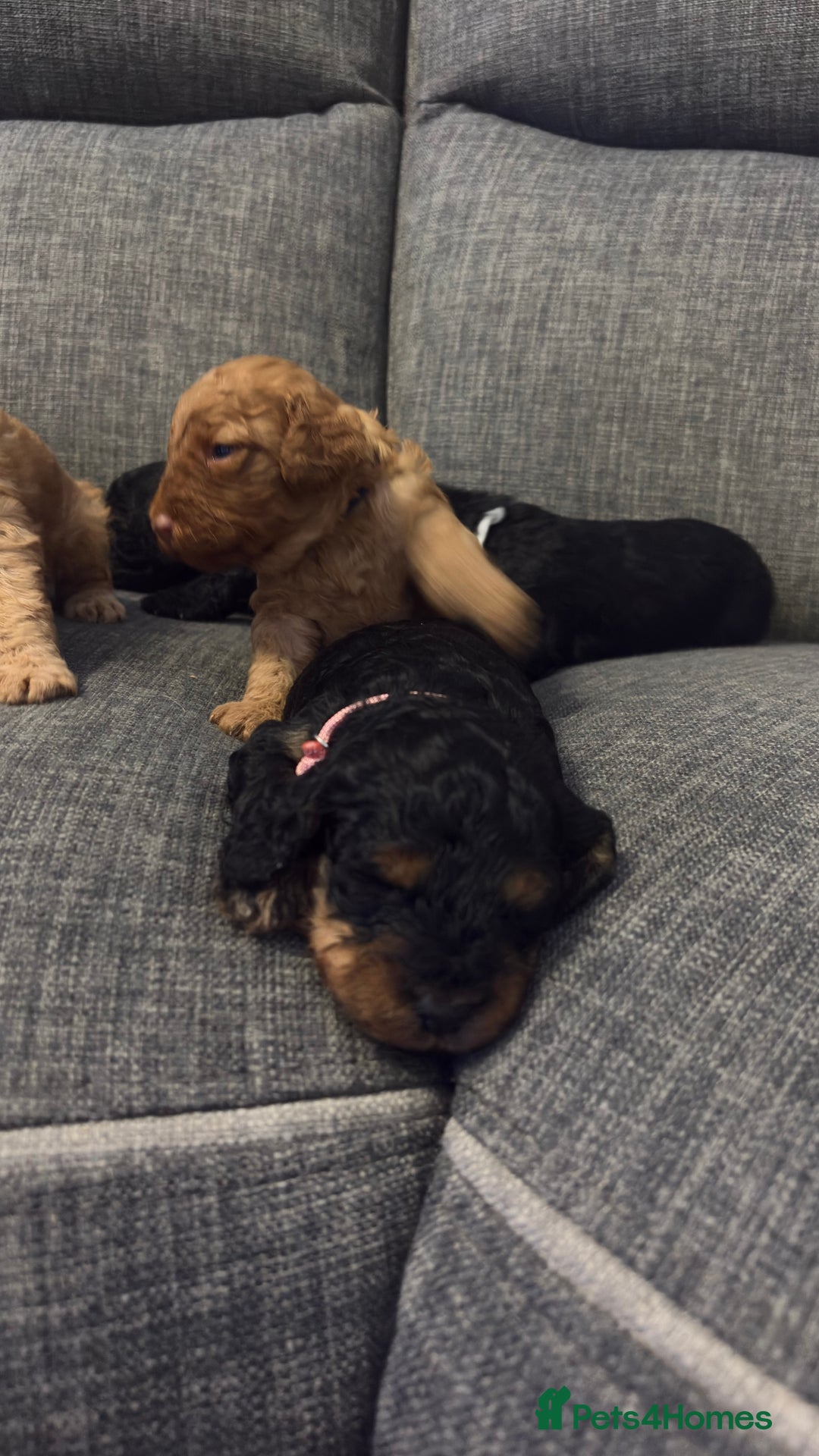 Cockapoo dogs for sale: F1b cockapoos  - Advert 13