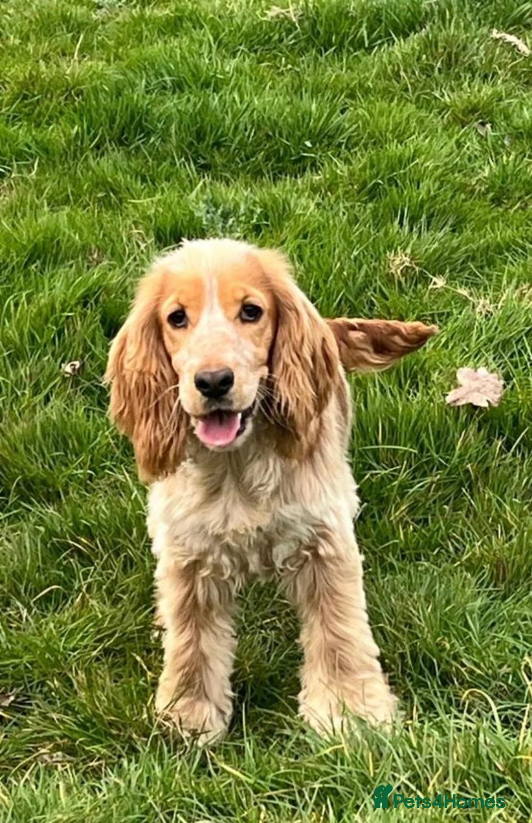 Cockapoo dogs for sale: Male cocker poo in Cheadle - Advert 4