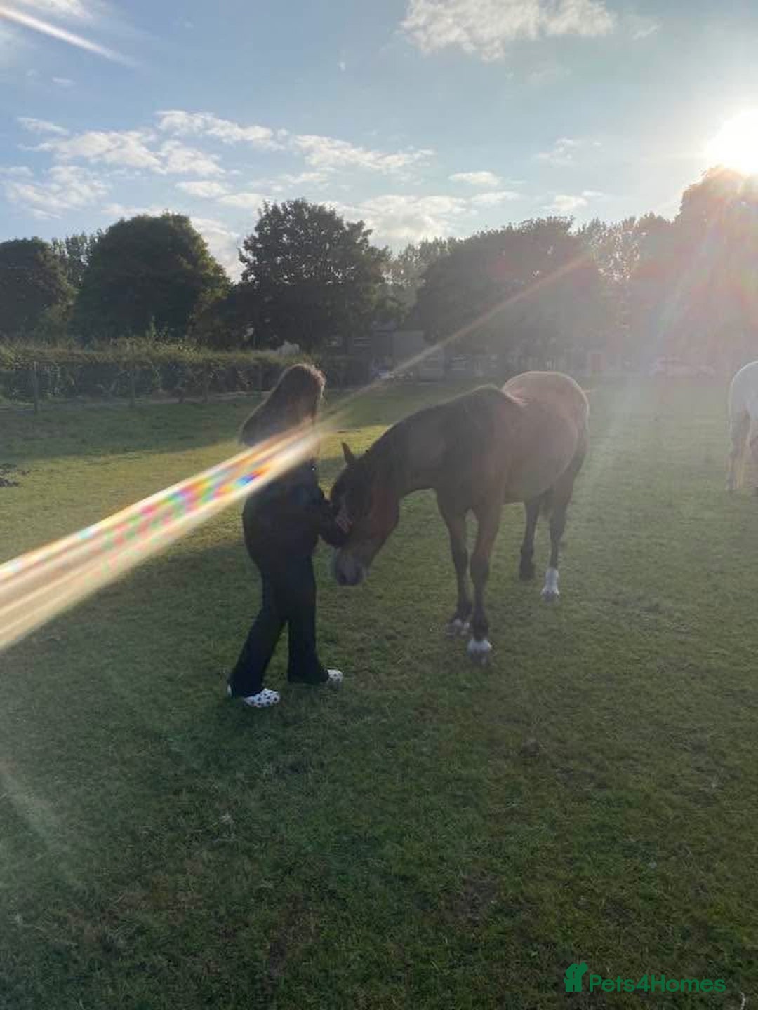 Riding pony horses for sale: ⭐️Now Sold ⭐️Bay Filly “FIZZI” for reluctant sale - Advert 2