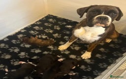 Boxer dogs for sale: Boxer pup 12 weeks old - Image 6