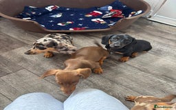 Dachshund dogs for sale: Miniture dachshund puppies  - Image 6