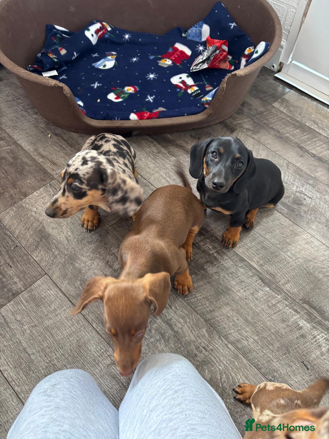 Dachshund dogs for sale: Miniture dachshund puppies  - Image 6