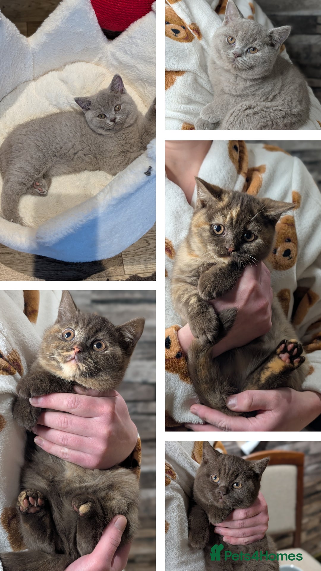 British Shorthair cats for sale: Lilac BSH Queen 2.5y old looking for new home - Advert 6