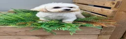 Maltese dogs for sale: Maltese Girl  - Advert 1