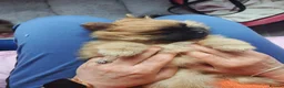Pomeranian dogs for sale: 2 gorgeous Pomeranians  - Advert 6