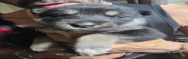 Shepsky Puppy 8