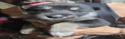 Shepsky dogs for sale: 9 shepsky puppies  - Advert 10
