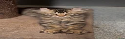 American Curl cats for sale: American curl kittens rare breed ready now - Advert 11