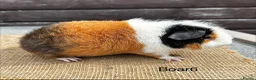 Guinea Pig rodents for sale: Guinea pigs - Advert 6