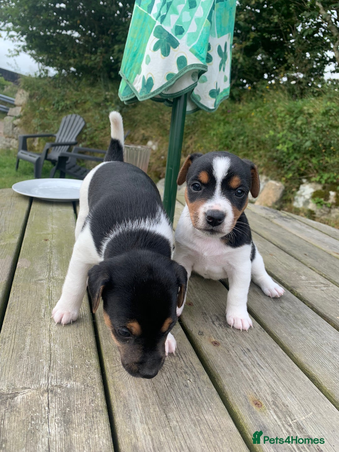 Jack Russell dogs for sale: Beautiful Jack Russell Girls  - Image 3