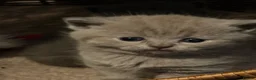 British Shorthair cats for sale: Beautiful GCCF kittens - READY NOW - Advert 6