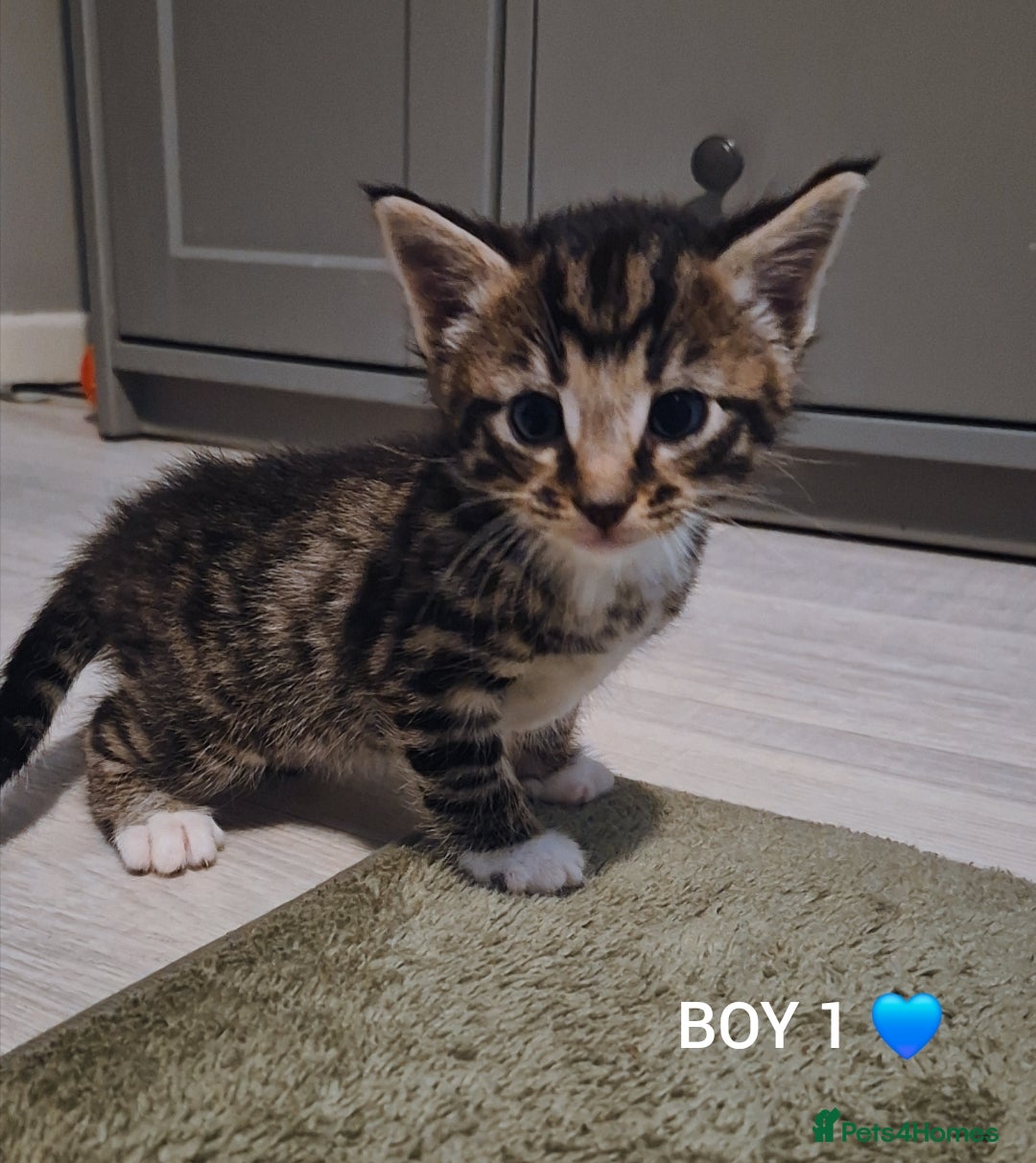 Mixed Breed cats for sale: Beautiful grey and tabby kittens  - Advert 4
