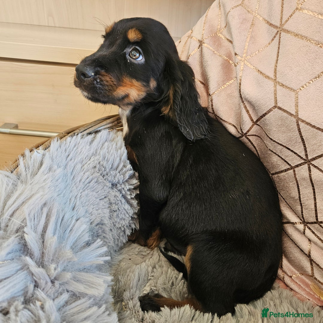 Cocker Spaniel dogs for sale: Stunning mix of working type cocker spaniels  - Advert 8