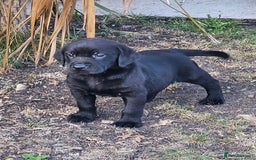 Labrador Retriever dogs for sale: Black Labrador Puppies for sale - Image 1