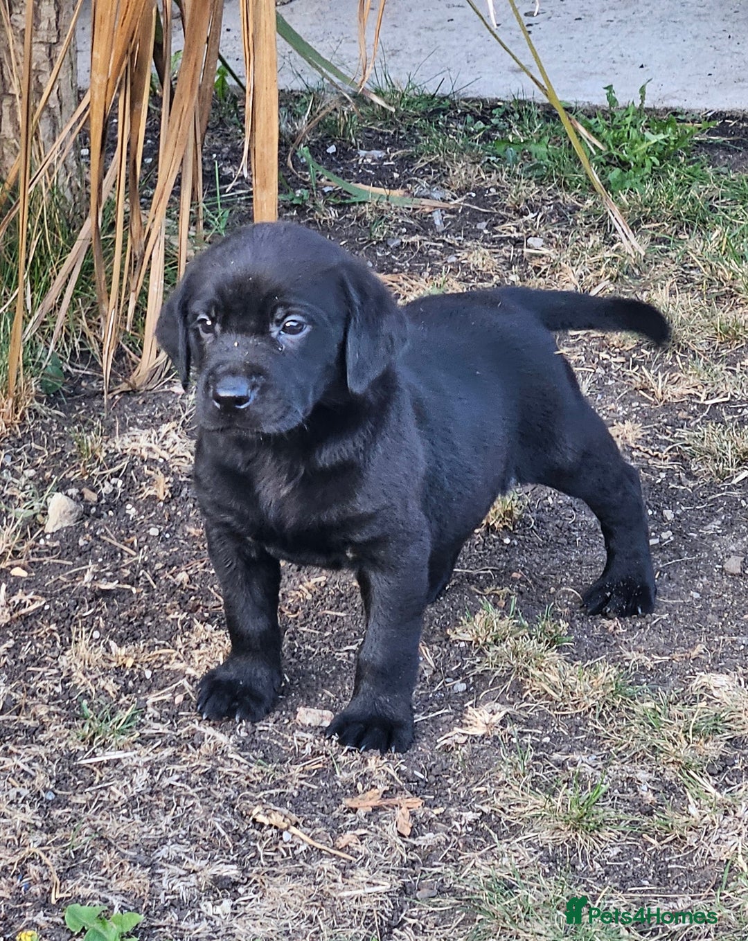 Labrador Retriever dogs for sale: Black Labrador Puppies for sale - Image 1