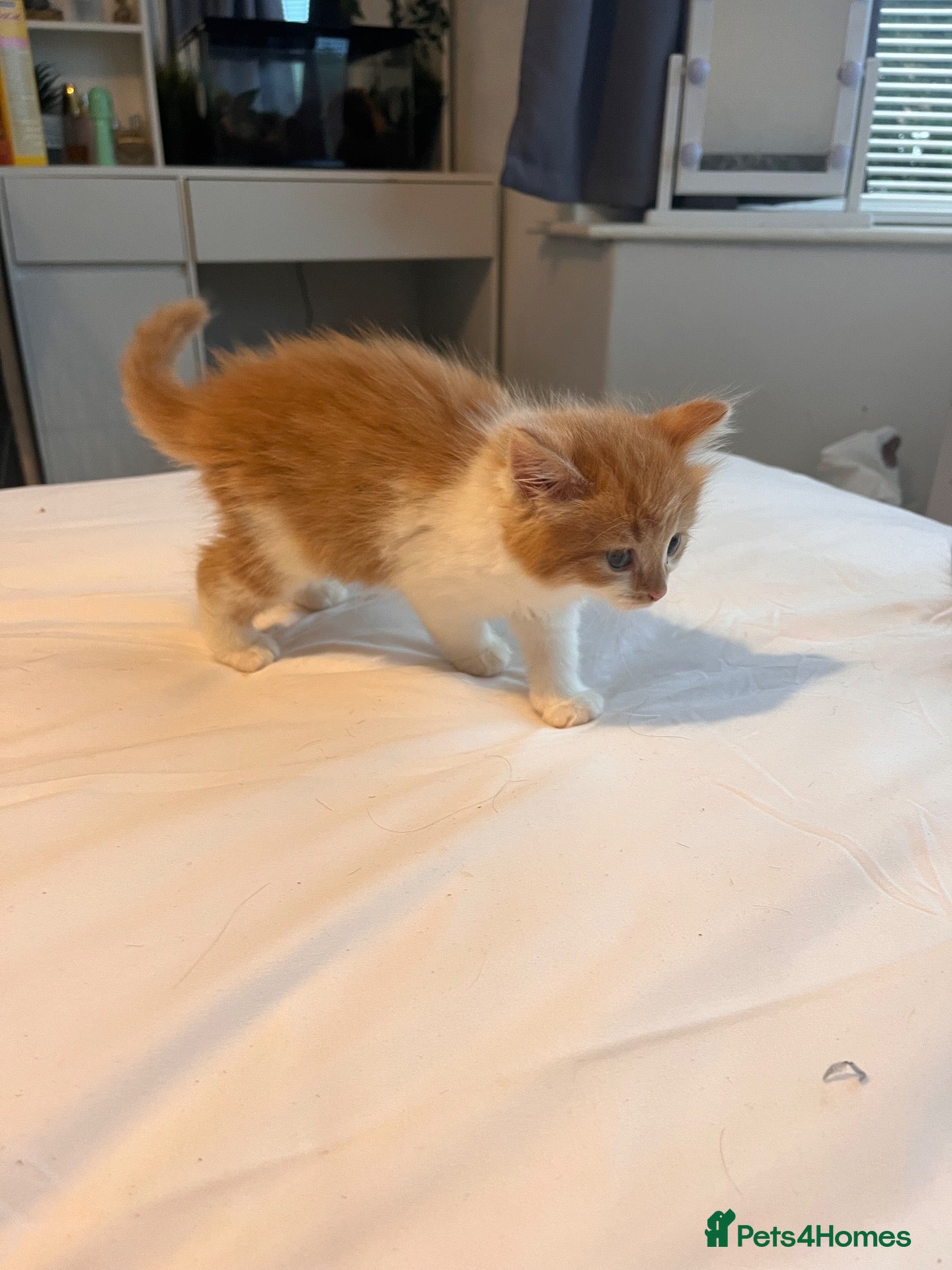 Mixed Breed cats Ginger, tuxedo and calico kittens - Advert 1