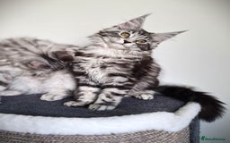 Maine Coon cats for sale: STUNNING XL PEDIGREE MAINE COON KITTENS  - Image 17