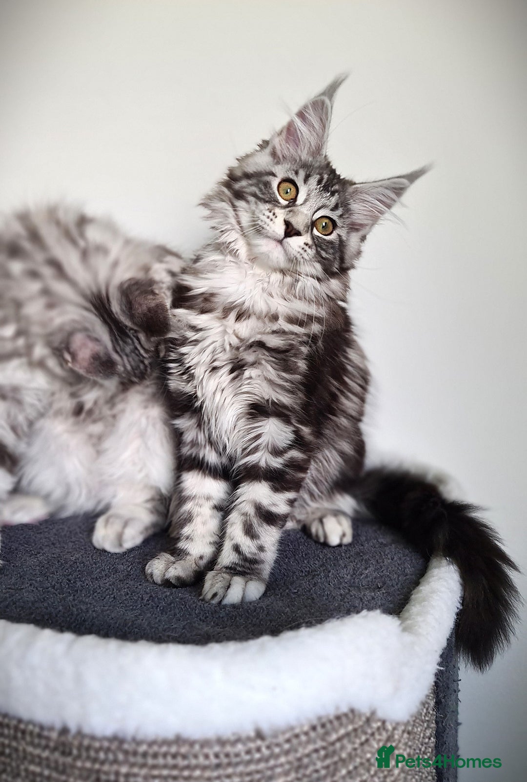 Maine Coon cats for sale: STUNNING XL PEDIGREE MAINE COON KITTENS  - Image 17