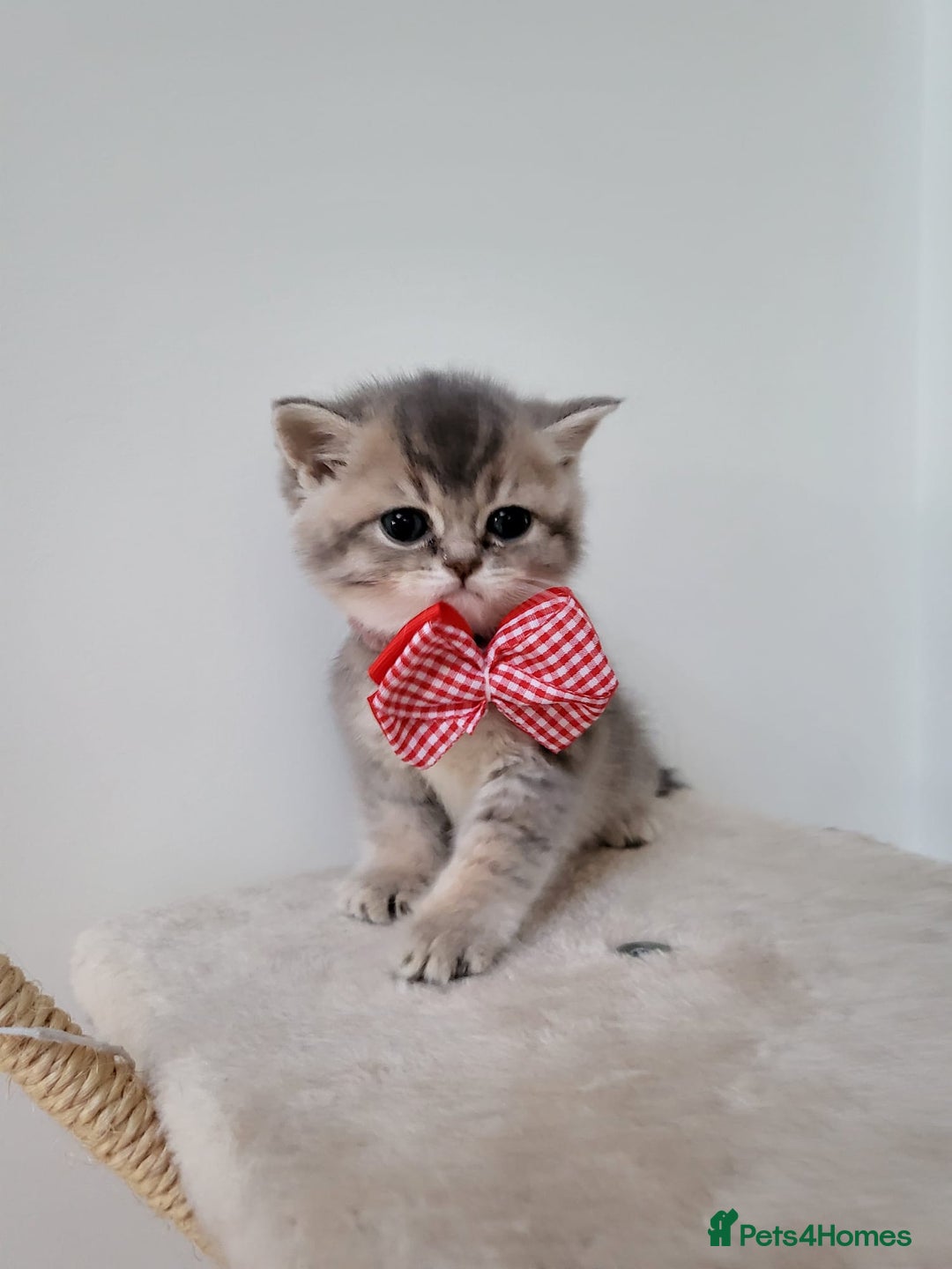 British Shorthair cats for sale:  **  **  **  ** BRITISH SHORTLY **  **  **  **   - Advert 26