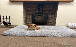 Cocker Spaniel dogs for sale: Working cocker spaniel boy - Image 10