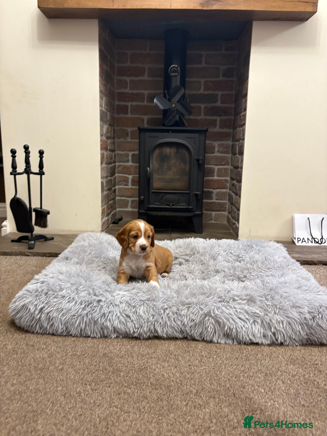 Cocker Spaniel dogs for sale: Working cocker spaniel boy - Image 10