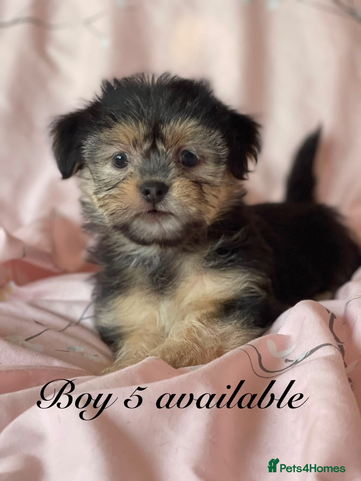 Shorkie dogs Gorgeous Shorkie Puppies Vaccinated &Microchipped  - Advert 2