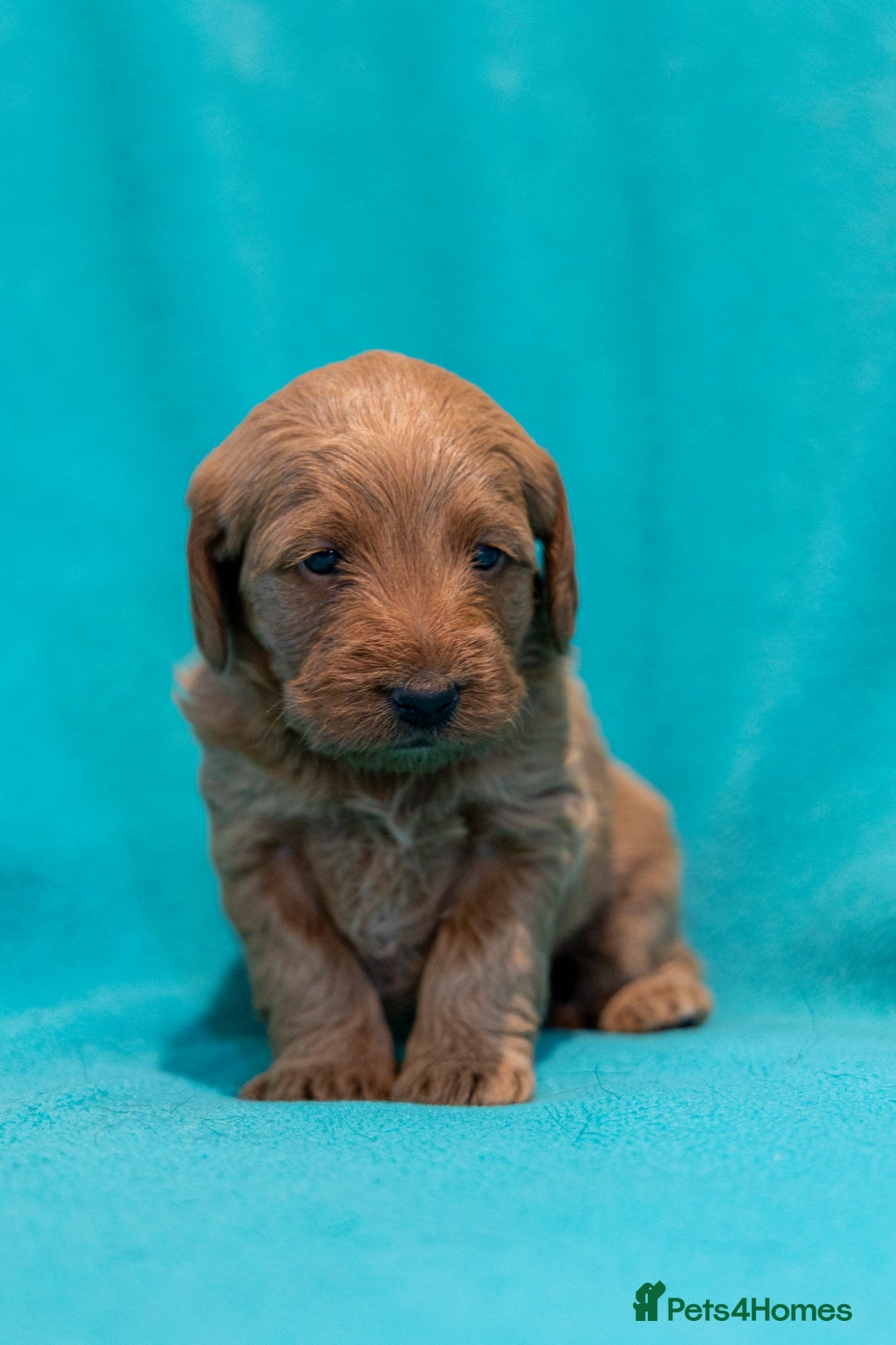 Mixed Breed dogs for sale: Beautiful litter of Australian labradoodles  - Advert 25