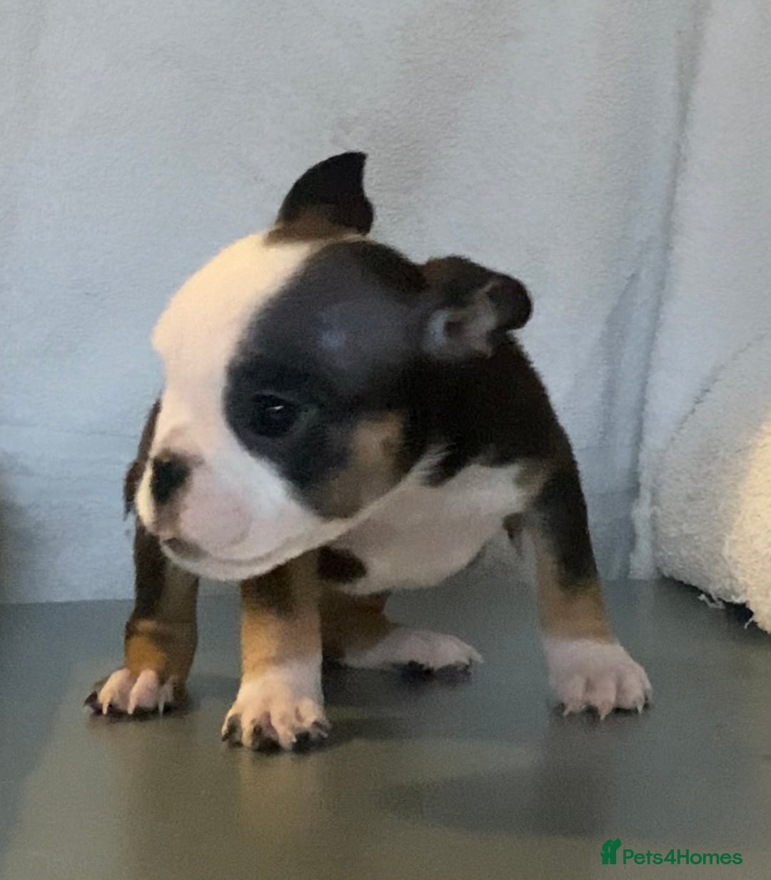 English Bulldog dogs for sale: KC registered English Bulldog Puppies  - Image 19