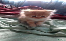 Mixed Breed cats for sale: mix breed kitten one male - Image 1