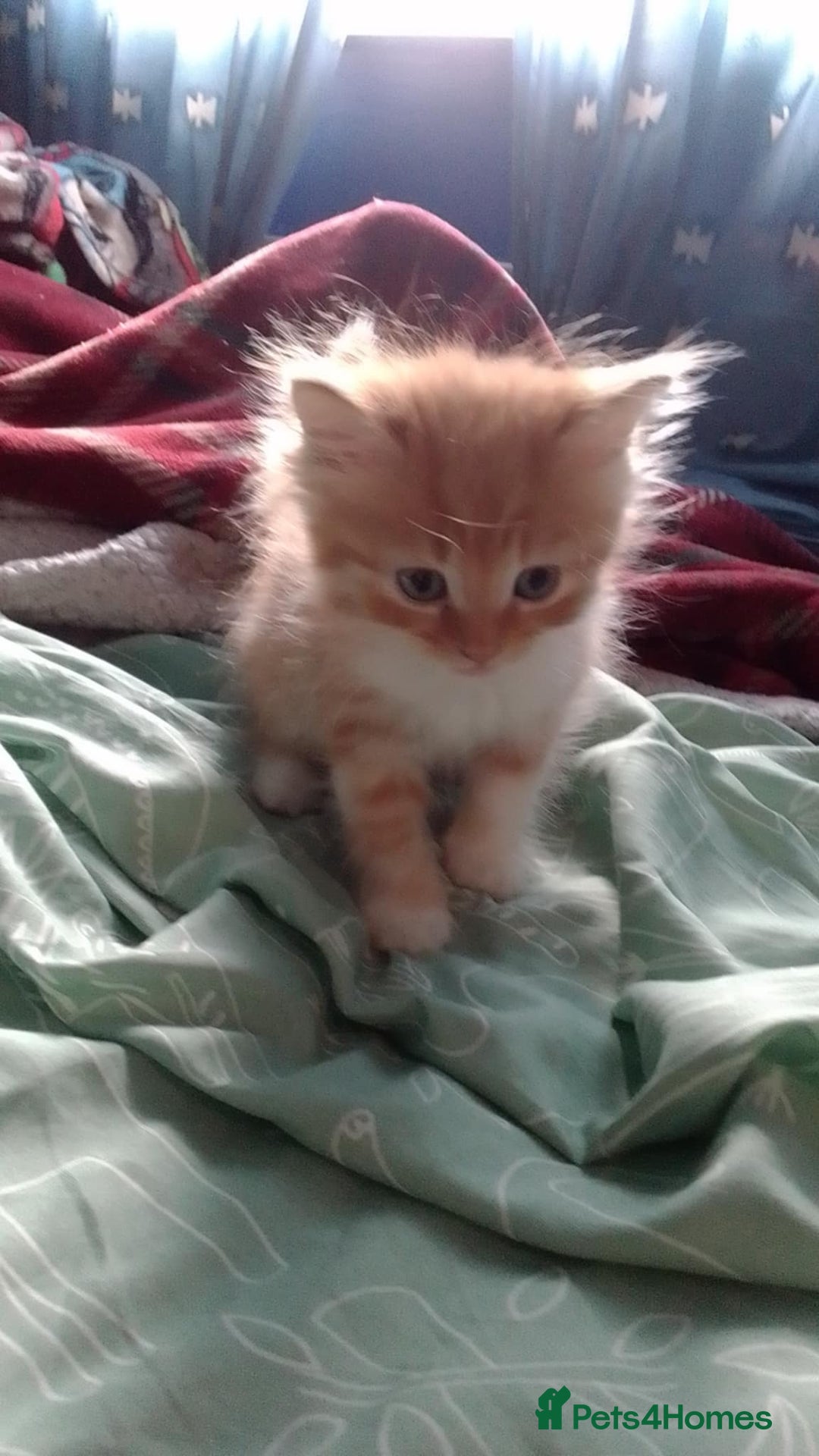 Mixed Breed cats for sale: mix breed kitten one male - Image 1