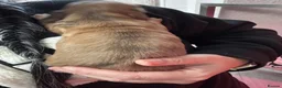 Miniature Dachshund dogs for sale: Long hair mini dachshunds  in Basildon - Advert 7