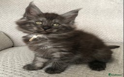 Maine Coon cats for sale: MaineCoon Kittens 2Girls Black Smoke Ready toleave - Image 10