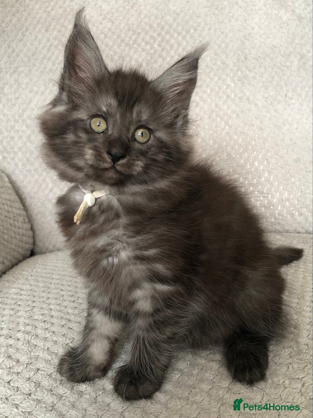 Maine Coon cats for sale: MaineCoon Kittens 2Girls Black Smoke Ready toleave - Image 10