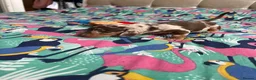Miniature Dachshund dogs for sale: Dapple miniature dachshunds  - Advert 13